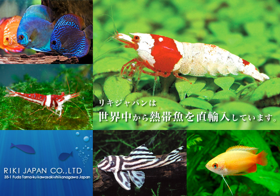 リキジャパンは世界中から熱帯魚を直輸入しています。
