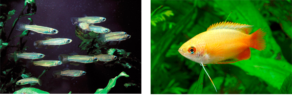 Fish